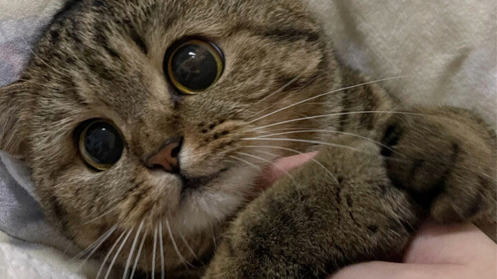 I’m late for class again… I showed my teacher my cat.
