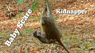 Kidnapper Monkey Try Hard To Care Baby, Baby Monkey Scare Try Hard​ ​To Come Back To Mom