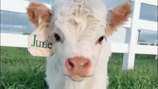 一些刚出生的小牛犊们，怎么做到每一只都这么萌的？