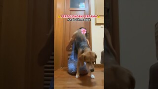 PERTOLONGAN PERTAMA ANABUL TERSEDAK‼️ PET OWNERS WAJIB TAU😢 #anjinglucu #shorts
