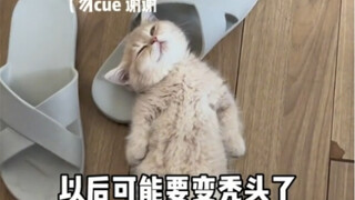 What should I do if my kitten is bald at such a young age?