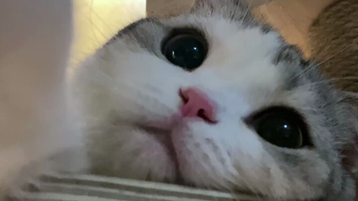 Có đồ hộp trong tay, còn sợ gì không có mèo con nhõng nhẽo?