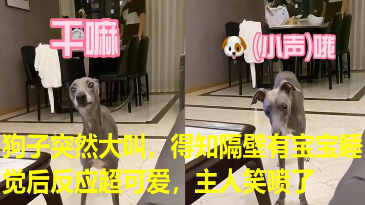 The dog suddenly barked loudly, and its adorable reaction after learning there’s a baby sleeping nex