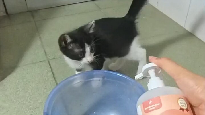 Cows and cats take a bath