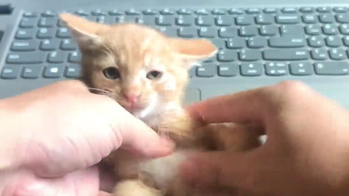 Kitten desensitization training—now curled up like a mango pit!