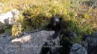 一位日本网友登山途中被熊袭击，场面十分惊险