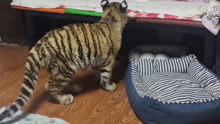 Cư dân mạng: Đây là chó vằn hổ Quảng Tây, dân tỉnh khác như chúng tôi cứ tưởng nó là hổ.