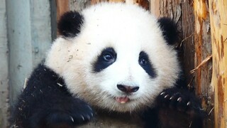 God! Huahua is so cute!