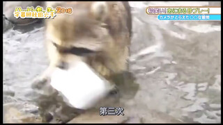小浣熊洗棉花糖~~~棉花糖怎么不见了哈哈哈
