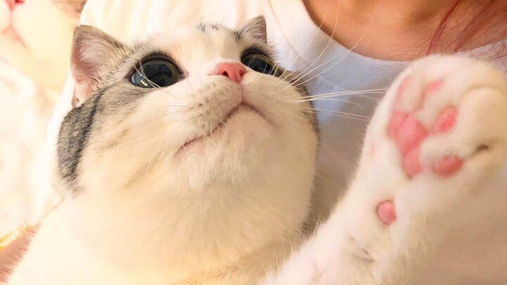 [Daily Life] After moving to a new home, the cat has truly let loose, striking all sorts of bizarre 