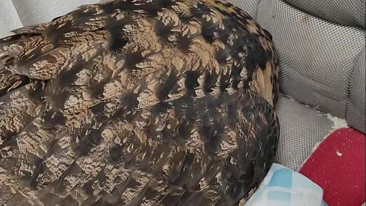 ไก่ตัวอ้วนกำลังทำอะไรอยู่?