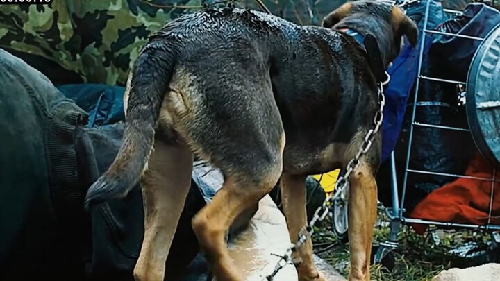 น้องหมาออกตามหาเจ้าของ ใช้เวลาสองปีเดินทางไกลกว่า 400 กิโลเมตร!