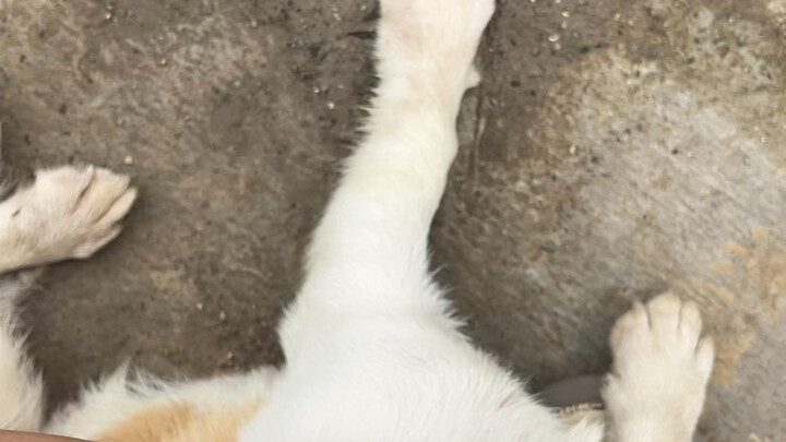 ไม่มีความก้าวร้าวเลย แต่จู่ๆ ก็เกิดขึ้นแบบไม่มีสัญญาณเตือนล่วงหน้าแบบนี้เลย