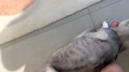 不小心踩到猫之后。。。