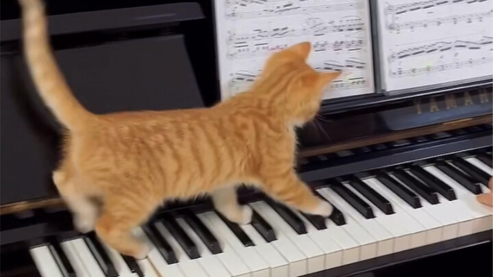 แมวต้องการเพลงตบ