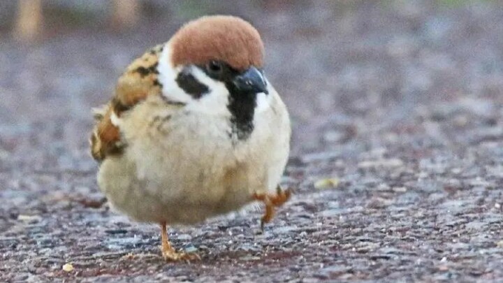 That chubby little sparrow is so cute!