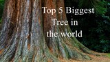 "Unveiling the Mysteries of the World's Five Largest Trees!"