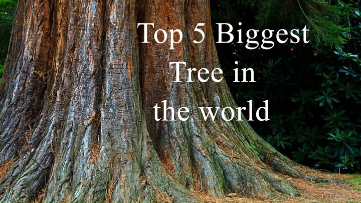 "Unveiling the Mysteries of the World's Five Largest Trees!"