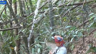 ĐI BẮT _MENG NUÔN_ LOÀI CÔN TRÙNG LẠ NHẤT TÂY BẮC