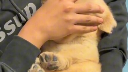 Anjing Golden Retriever kecil yang bisa dimatikan dengan satu ketukan, hahaha, lucu banget!