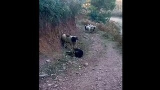 Headbutt Battle of Goats