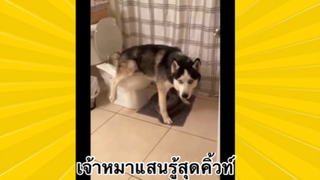 สัตว์เลี้ยงเพื่อนขนปุย: เจ้าหมาแสนรู้สุดคิ้ว