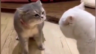 บ้านแมว Ep 13 ทะเลาะกันวันๆ😂