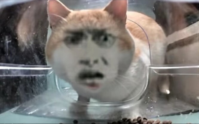 Kucing: Kok makin makan malah makin banyak? Ini makanan terakhir, ya?