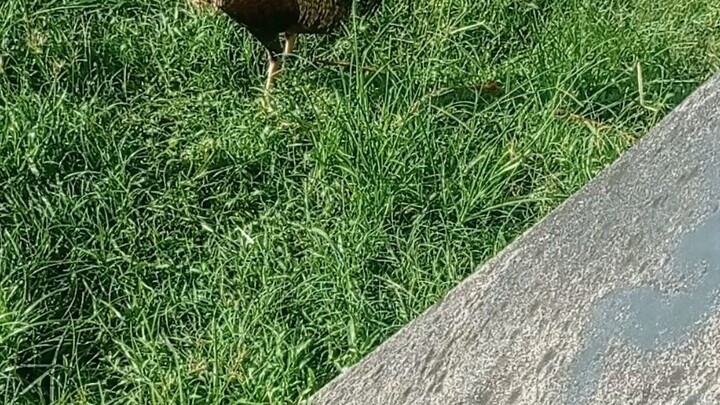 sweater bulik 2x derby winner.