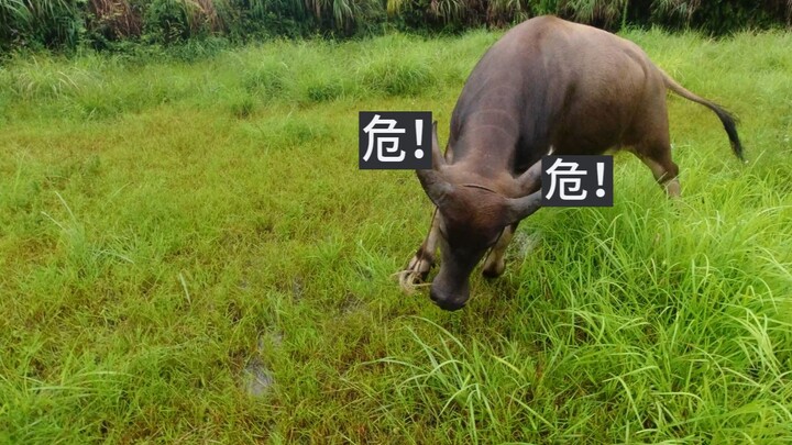【标准结局】当一只"撒欢"的牛向你跑来，危~~~