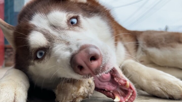 Husky: What are you looking at! Never seen a dog eat a bone before?