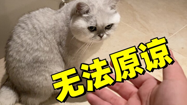 Left the cat at home to celebrate the dog’s birthday outside, even made a little movie to show the c