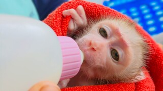 Most Adorable Baby Monkey!! The cutest tiny Luca is enjoys drinking milk to get more power