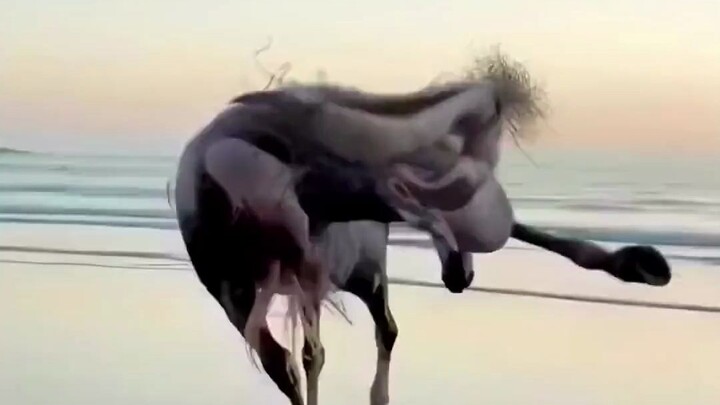 เจ้าของเอาหุ่นตุ๊กตามาสวมบนหลังม้า ชาวเน็ตบอก: ศิลปะไม่ควรหยั่งถึงนรก