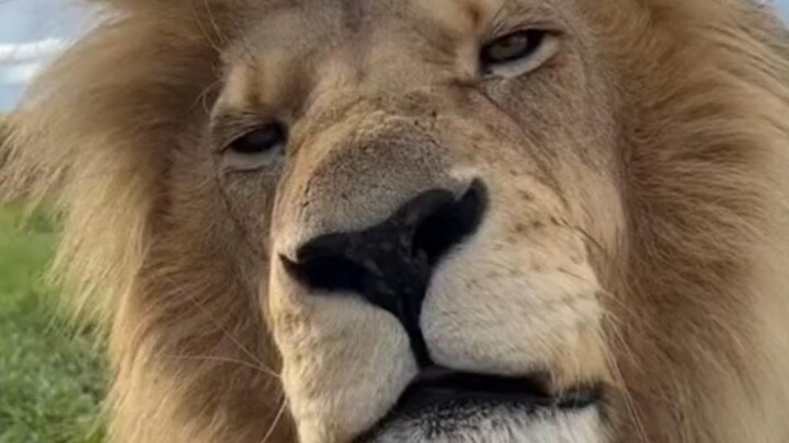 Sư tử so với hổ: Bạn thấy ai đẹp trai hơn?