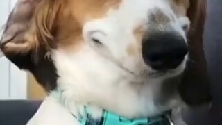 "It's fucking amazing, watch it again" «117»