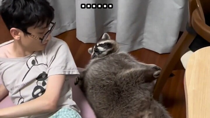 No way! It looks like he was raised by a raccoon...