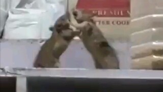 [Entertainment Clip] Mouse: I’m going to explode!