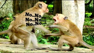 No..No.Why You​ Attack​ Me?,Little Monkey Was Attacked By Spoil Monkey,Hurter Monkey Make Baby Scare