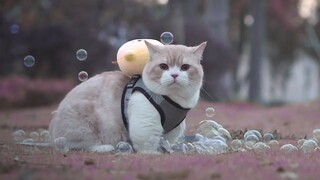 Mang balo đi khắp thế gian | MYPET