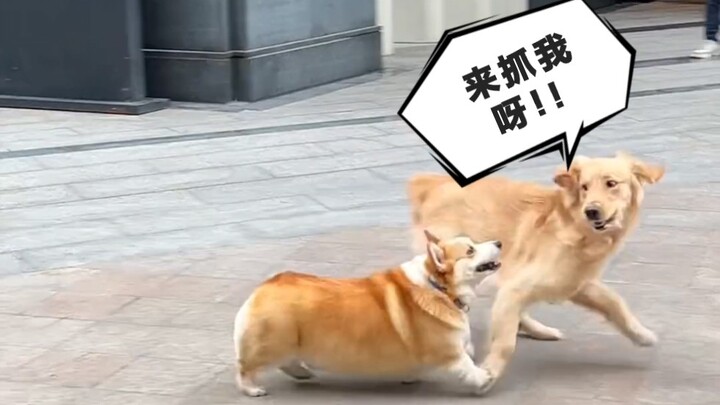 Corgi: Rốt cuộc là ai bắt ai đây?!