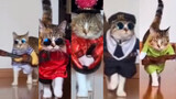 [Pecinta Kucing] Kucing yang berjalan seperti di acara fashion