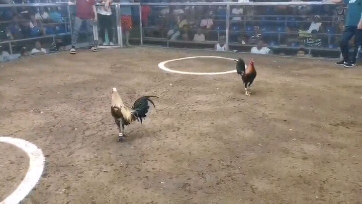 Another unscratched victory. Sta. Maria coliseum