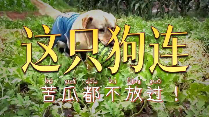 Bulzi the Dog’s Happy Farm Life!