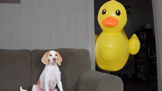 Dog vs Giant Rubber Ducky Prank สุนัขตลก Maymo