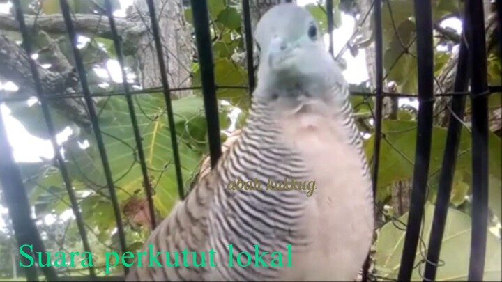 Suara Perkutut Lokal gacor cocok untuk mikat