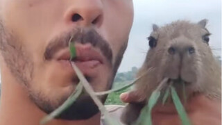 Humans and Capybaras