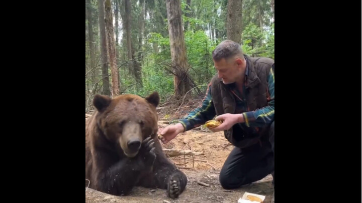 Beruang peliharaan Rusia: Kakek, aku tidak makan daging. Aku penggemar madu, hanya makan madu dan ma