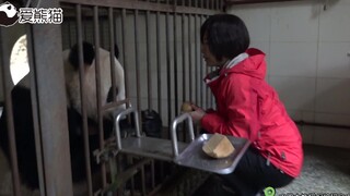 饲养员早已看穿了熊猫的小心思