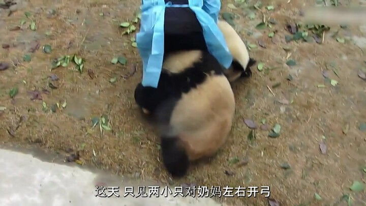 Gấu trúc "Cả nhà trung liệt": Long Phi trở thành ngân hàng máu di động, Long Teng bị cho uống nhầm t